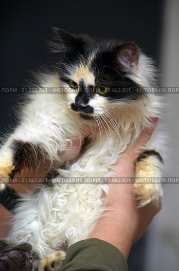 A fluffy tricolor cat in a person's hands against a dark background. The fur is long and thick, with contrasting spots of white, black and red shades. A unique pattern is noticeable on the muzzle: a black mask around the eyes and nose, turning into a dark spot on the chin. Yellow expressive eyes give the cat a thoughtful, slightly wary look. The paws are fluffy, with soft coloring in beige-red and dark tones. The light softly highlights the texture of the fur, emphasizing its fluffiness and volume. The atmosphere of the frame conveys the warmth of human hands and the fragility of the animal's trust. tricolor cat. Стоковое фото, фотограф Анна Кривицкая / Фотобанк Лори