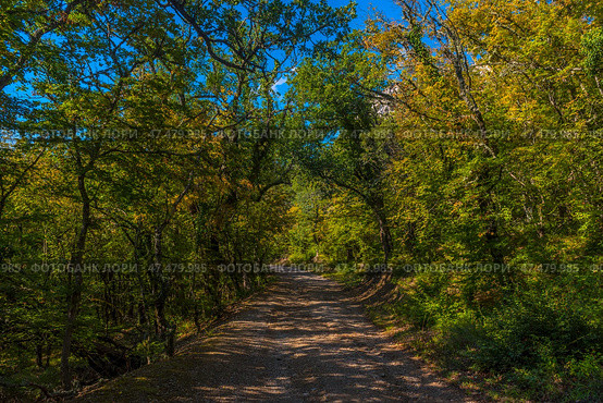 A forest road stretching into the distance and surrounded by dense green trees. The foliage of the trees shimmers in different shades of green, yellow and gold, creating a feeling of early autumn. The road is covered with fine gravel, and the sunlight breaks through the crown of the trees, casting beautiful shadows on the surface.The tree branches create a kind of natural tunnel, emphasizing the solitude and silence of the place. This is a typical landscape of the Crimean forests, perhaps somewhere in the vicinity of the Baydarskaya Valley, Inkerman or other natural areas surrounding Sevastopol. Стоковое фото, фотограф Анна Кривицкая / Фотобанк Лори