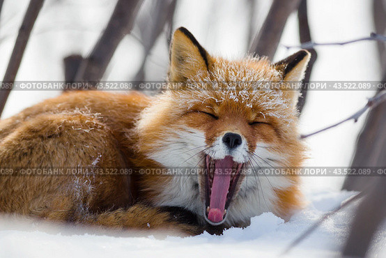 A funny red fox yawns, opening its mouth wide and sticking its long tongue out. Anadyr fox (Vulpes vulpes beringiana). Wildlife of the Arctic. Chukotka, Siberia, Far East of Russia. Close-up. Стоковое фото, фотограф Андрей Степанов / Фотобанк Лори