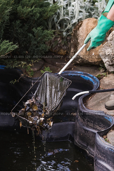 A gardener cleans a decorative pond from foliage and dirt. Construction and cleaning of an ornamental pond in the garden. Landscape design. Стоковое фото, фотограф Photojuli / Фотобанк Лори