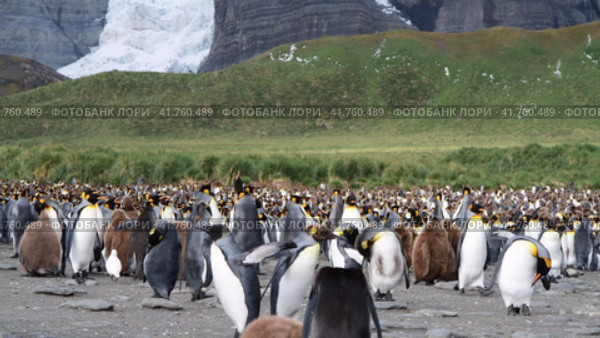 A giant King Penguin Colony at Gold Harbour, South Georgia Island. Стоковое видео, видеограф Vladimir / Фотобанк Лори