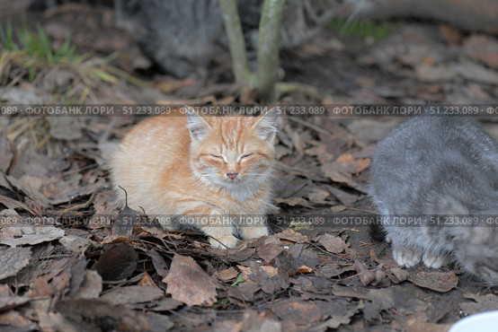 A ginger kitten with closed eyes is nestled among fallen autumn leaves, as if dozing for a moment. A gray kitten can be seen nearby, leaning towards a bowl. The atmosphere of the scene conveys street life, vulnerability and touching tenderness of homeless animals looking for peace and food. A great image for themes related to animal care, shelters and compassion. Стоковое фото, фотограф Анна Кривицкая / Фотобанк Лори