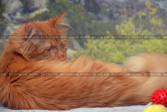 A ginger longhaired cat, who is curled up in a cozy ball and has his eyes closed, resting. His fluffy tail frames the composition, emphasizing the softness of his fur and the calmness of the moment. In the foreground, a brightly colored animal toy is visible, adding an accent and creating a feeling of home comfort. The background is slightly blurred with elements of greenery and rocks, which emphasizes the contrast between nature and home comfort.The photo conveys an atmosphere of peace, care and warmth, ideal for the theme of pets, love for pets, comfort and tranquility. Стоковое фото, фотограф Анна Кривицкая / Фотобанк Лори
