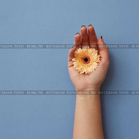 A girl’s hand holds an orange gerbera on a blue paper background, as a greeting card for Valentine’s Day or Mother’s Day.. A girl’s hand holds an orange gerbera on a blue paper background. Стоковое фото, агентство Ingram Publishing / Фотобанк Лори
