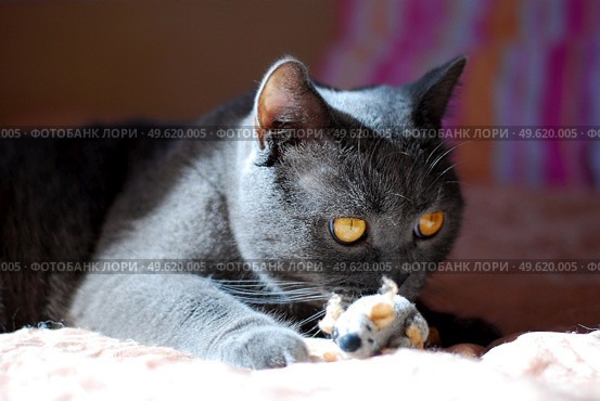a gray cat of British or Scottish breed lies on the bed in the light from the window. Стоковое фото, агентство Ingram Publishing / Фотобанк Лори