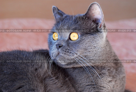 a gray cat of British or Scottish breed lies on the bed in the light from the window. Стоковое фото, агентство Ingram Publishing / Фотобанк Лори