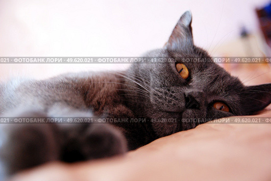 a gray cat of British or Scottish breed lies on the bed in the light from the window. Стоковое фото, агентство Ingram Publishing / Фотобанк Лори