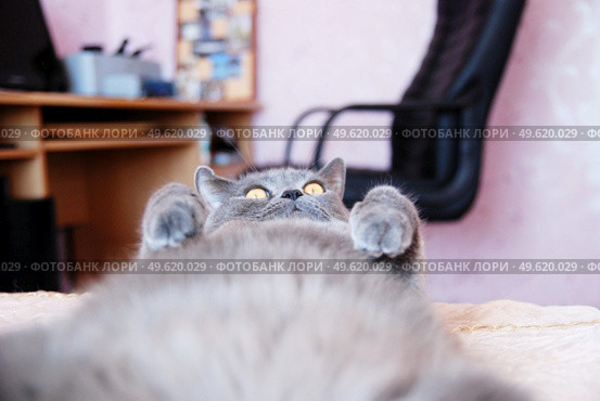 a gray cat of British or Scottish breed lies on the bed in the light from the window. Стоковое фото, агентство Ingram Publishing / Фотобанк Лори