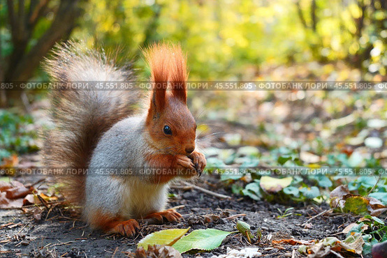 A gray squirrel sits in the sun on the ground and eats. Autumn view. Стоковое фото, фотограф Abakumova Ekaterina / Фотобанк Лори