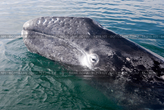 A gray whale calf near Puerto Lopez Mateos, Baja California Sur, Mexico. VW Pics/Stocktrek Images/TASS. Стоковое фото, агентство ТАСС / Фотобанк Лори