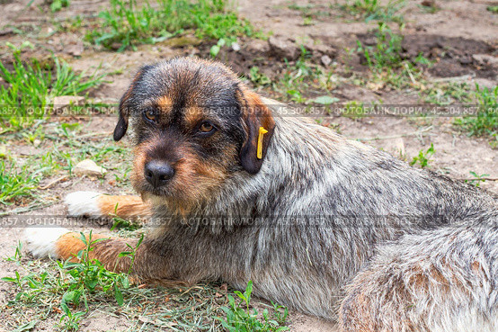 A grey stray dog with a brown muzzle and a tag in its ear. A castrated young bitch. Стоковое фото, фотограф Коханова Наталья / Фотобанк Лори