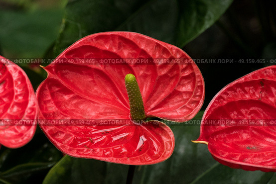 A group of bright Anthurium flowers. Стоковое фото, агентство Ingram Publishing / Фотобанк Лори