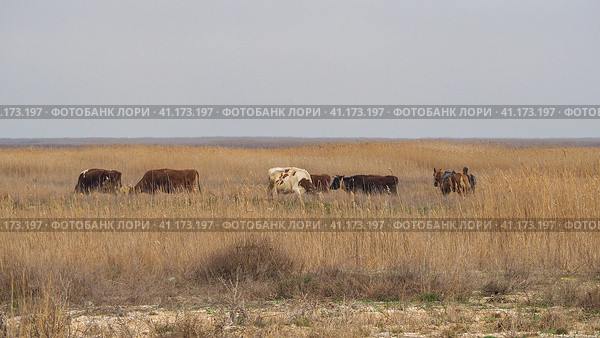 A herd of cows and a shepherd's horse graze in a thicket of dry grass. Red and white cows. The tall yellow grass was burnt out in the sun. Prairies in late autumn and winter. Стоковое фото, фотограф Александр Кротков / Фотобанк Лори