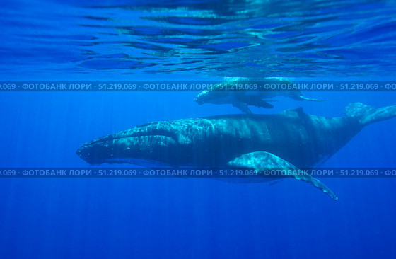 A humpback whale (Megaptera novaeangliae) mother and calf, Tonga Islands, South Pacific. VW Pics/Stocktrek Images/TASS. Стоковое фото, агентство ТАСС / Фотобанк Лори