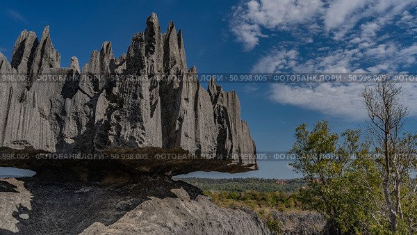 A karst rock with bizarre outlines. Steep furrowed slopes, sharp spiny peaks. Close-up. Green vegetation in the valley in the distance. Blue sky, clouds. Madagascar. Tsingy De Bemaraha (2023 год). Стоковое фото, фотограф Вера Ивановна Кубарева / Фотобанк Лори