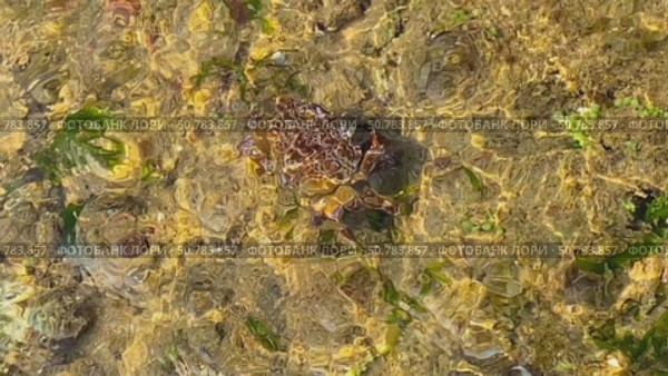 A large crab scurries across the sandy seabed in shallow, clear water. Captured underwater, this scene highlights marine wildlife, motion, and tropical aquatic ecosystems. Стоковое видео, видеограф Marina Gabdullina / Фотобанк Лори