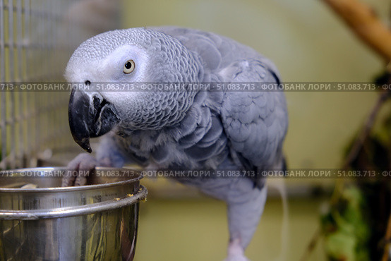 A large gray beautiful parrot with silver plumage looks at the camera with bright eyes. Стоковое фото, фотограф lyudmila Soloveva / Фотобанк Лори