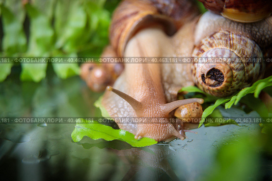 A large white snail crawls across the glass table, wiggling its antennae. Стоковое фото, фотограф Юрий Поздников / Фотобанк Лори