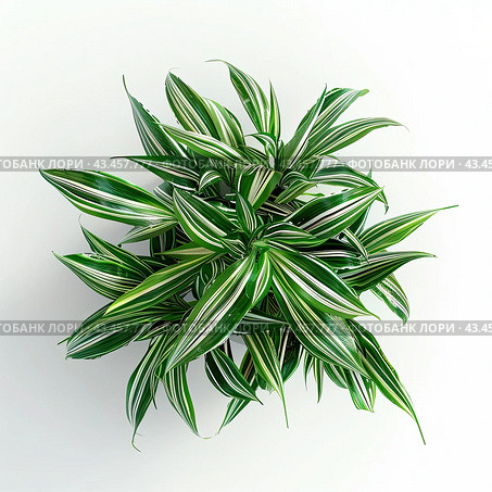 A leaf of a spider-like houseplant , highlighted on a white background. View from above. Стоковое AI-изображение, AI-художник Ярославский Максим / Фотобанк Лори