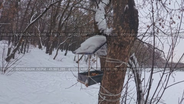 A little tit takes bread from a feeder in a winter park. Winter life of urban birds. (2024 год). Стоковое видео, видеограф Ярославский Максим / Фотобанк Лори