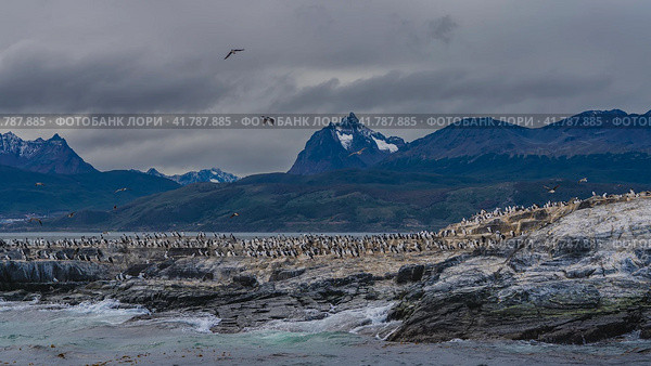 A lot of black and white cormorants are perched on a rocky island, flying in the sky. The waves of the turquoise ocean are beating against the cliff. The mountain range of the Andes against the clouds. Стоковое фото, фотограф Вера Ивановна Кубарева / Фотобанк Лори