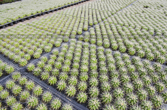 a lot of cactus in farm. Стоковое фото, агентство Ingram Publishing / Фотобанк Лори