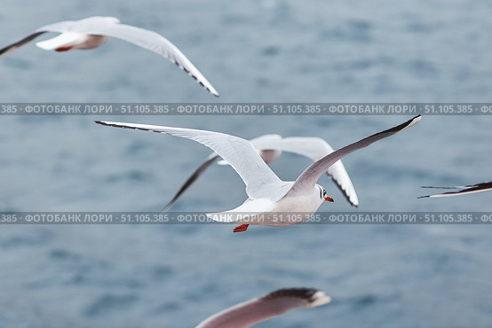 A lot of seagull birds soar against the background of the sea or ocean. Стоковое фото, фотограф Наталия Кирсанова / Фотобанк Лори