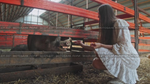 A lovely young woman in a pristine gown is seated in a barn, attempting to feed hay to a substantial, chubby pig in a pen. Стоковое видео, видеограф Strunov David / Фотобанк Лори