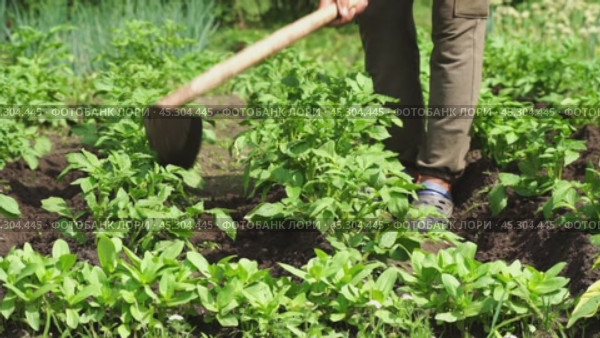 a man in a garden plot working with a potato hiller. Стоковое видео, видеограф Igor Skripachev / Фотобанк Лори