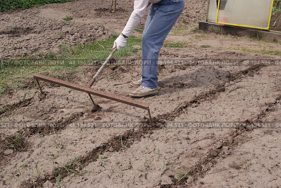 A man marks out with the help of special large three pronged rakes the dug up area for planting potatoes. Стоковое фото, фотограф Ольга Солопова / Фотобанк Лори
