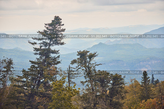 A mountain range with trees in the foreground and a cloudy sky in the background. The trees are tall and sprawling, giving the impression of a vast open landscape. Стоковое фото, фотограф Наталия Кирсанова / Фотобанк Лори