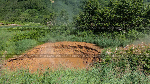 A natural hot spring - a mud pot. There are cracks along the edges. Steam rises above the water. There is lush green vegetation around. Valley of geysers. Kamchatka. Стоковое фото, фотограф Вера Ивановна Кубарева / Фотобанк Лори