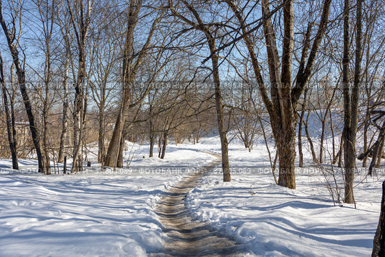 A path in a winter forest on a clear sunny day. Стоковое фото, фотограф Yuriy Savin / Фотобанк Лори