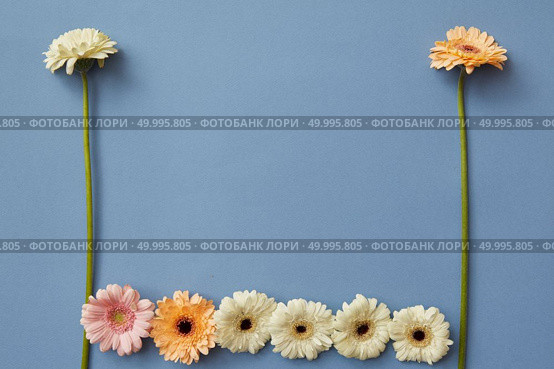 A pattern of white, orange and pink gerberas on a blue paper background. Figures from the game Tetris. Minimal spring concept. Flat lay.. Different gerbera flowers on a blue paper background. Стоковое фото, агентство Ingram Publishing / Фотобанк Лори