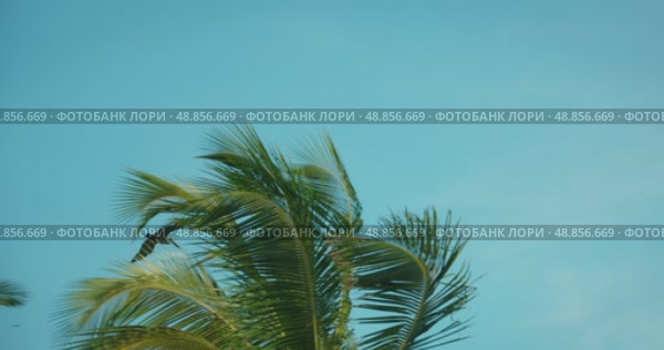A pelican soars over palm treetops under a bright clear blue sky. Стоковое видео, видеограф Igor Tichonow / Фотобанк Лори