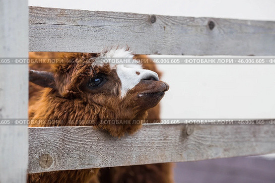 A picturesque scene, a brown llama in a pen. The concept of animal husbandry and rural life. Portrait of a smiling lama in the fresh air. Close-up. A pet on a private eco-farm. Agricultural industry. Стоковое фото, фотограф Photojuli / Фотобанк Лори