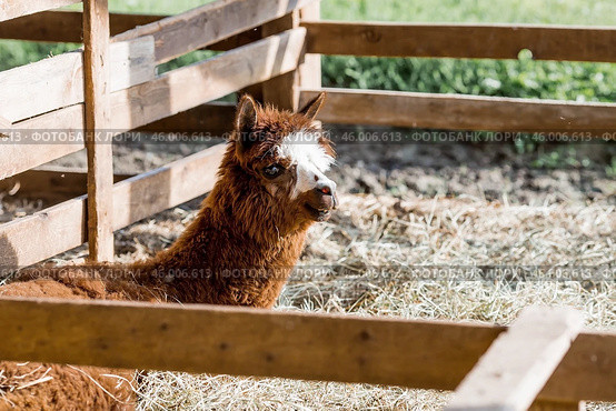 A picturesque scene, a brown llama in a pen. The concept of animal husbandry and rural life. Portrait of a smiling lama in the fresh air. Close-up. A pet on a private eco-farm. Agricultural industry. Стоковое фото, фотограф Photojuli / Фотобанк Лори