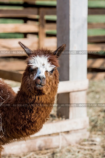 A picturesque scene, a brown llama in a pen. The concept of animal husbandry and rural life. Portrait of a smiling lama in the fresh air. Close-up. A pet on a private eco-farm. Agricultural industry. Стоковое фото, фотограф Photojuli / Фотобанк Лори