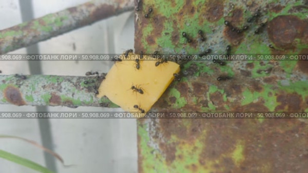 A piece of cheese was placed on the path of the ants from the anthill to the aphid. The ants taste the cheese. Стоковое видео, видеограф Андрей Жигальцов / Фотобанк Лори