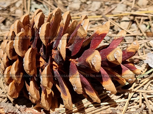 A pine cone lying on a forest floor of dry needles, twigs and soil. Macro photography highlights the expressive colors and textures: the scales of the cone are painted in warm shades of brown, turning into a rich burgundy with a violet tint. At the ends of the scales, you can see white resinous traces. This cone looks ripe, ready to scatter seeds, which symbolizes the cycle of life and renewal in nature. Стоковое фото, фотограф Анна Кривицкая / Фотобанк Лори