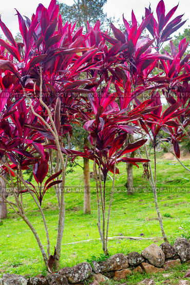 A plant with bright red leaves Cordyline fruticosa Rubra in the garden. Tropical plants. Стоковое фото, фотограф Коханова Наталья / Фотобанк Лори