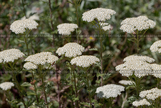 A plant with white flowers(Achillea millefolium) close-up. Стоковое фото, фотограф Татьяна Ляпи / Фотобанк Лори