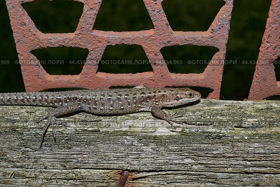 A quick or ordinary lizard basks in the garden on the board of an old fence. Quick lizard, or an ordinary lizard (lat. Lacerta agilis is a species of lizard from the family of true lizards. Стоковое фото, фотограф Андрей Жигальцов / Фотобанк Лори