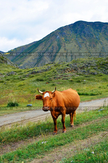 A red-haired, piebald bull grazes in a mountain valley. Стоковое фото, фотограф Staryh Luiba / Фотобанк Лори