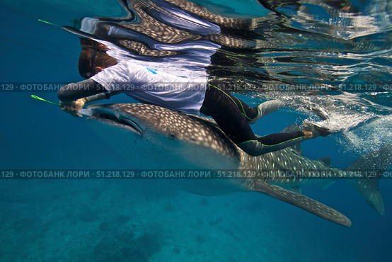 A researcher collecting copepods from a whale shark in the Bohol Sea, Philippines. VW Pics/Stocktrek Images/TASS. Стоковое фото, агентство ТАСС / Фотобанк Лори
