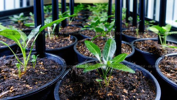 A row of potted plants with green leaves and black pots. Стоковое AI-изображение, AI-художник Ярославский Максим / Фотобанк Лори