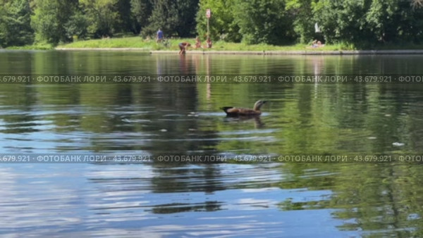 A ruddy shellac bird swims in a city pond in the summer heat. Стоковое видео, видеограф Ярославский Максим / Фотобанк Лори