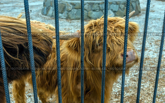 A Scottish Highland bull at Taigan Safari Park. This is a large animal with thick, long red hair that protects it from the cold. The bull is behind metal bars, indicating that it is kept in an enclosure. The horns are massive and curved, typical of this breed.The background includes gravel ground, which is typical for enclosures that provide easy care for the animals.Taigan Safari Park is the largest lion park in Europe, but in addition to the predators, you can also meet other animals here, including rare breeds of livestock, such as Scottish Highlands. Стоковое фото, фотограф Анна Кривицкая / Фотобанк Лори