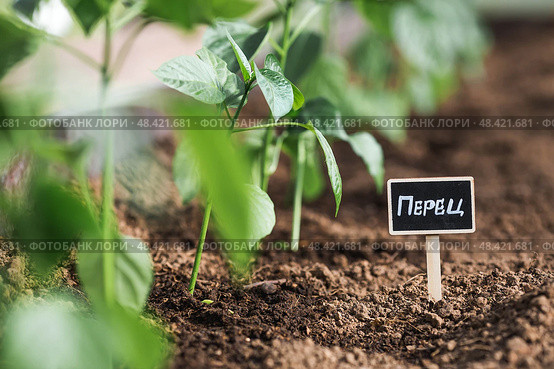 A sign with an inscription in Russian: "pepper". Seedlings of bell peppers are planted in the ground in a greenhouse. The concept of spring planting of vegetables and farming. Стоковое фото, фотограф Photojuli / Фотобанк Лори