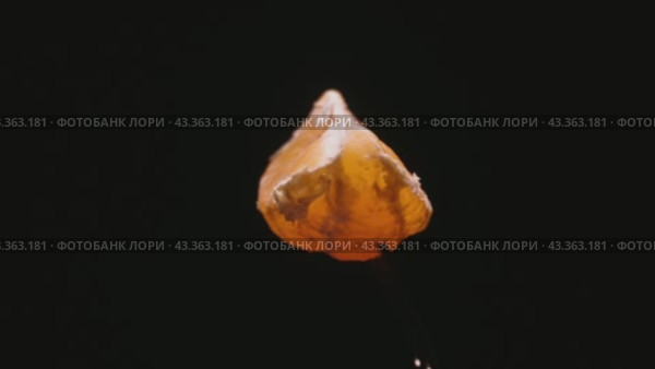 A slice of tangerine rotates on a dark background. Close-up. Стоковое видео, видеограф Ярославский Максим / Фотобанк Лори
